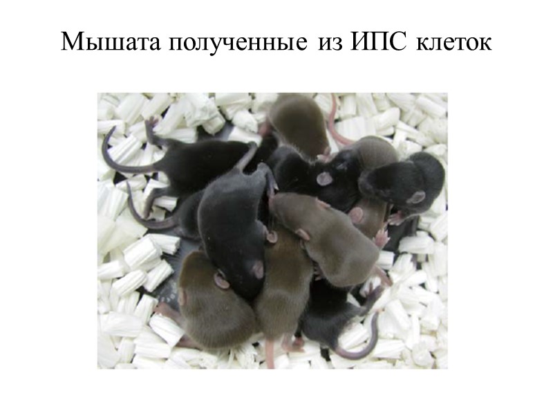 Мышата полученные из ИПС клеток